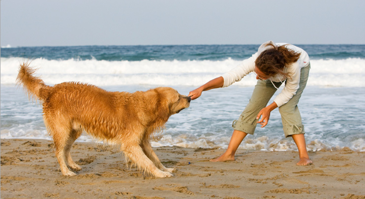 Hamptons Veterinarian